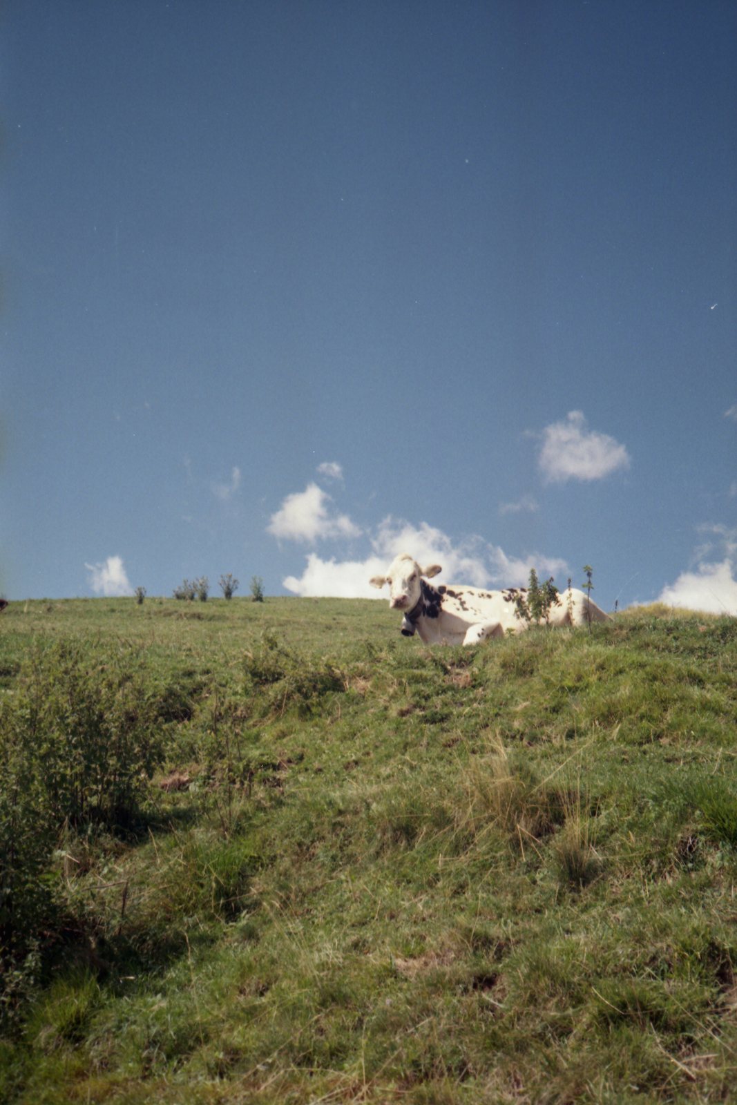 Cow grazing on the high pastures of the Asiago Plateau