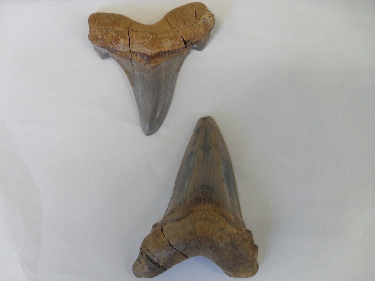 Fossils and geological history in Vicenza