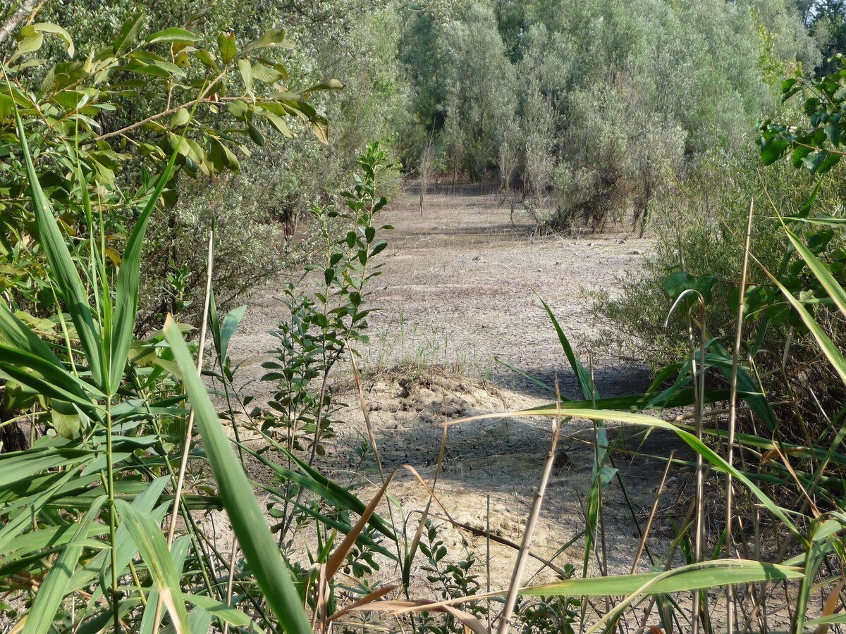 Oasi WWF degli Stagni di Casale “Alberto Carta”